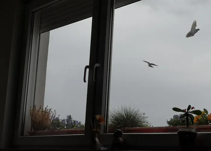 Apartman17 * Sremska Mitrovica